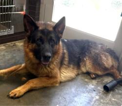 Shelter Stray Male Dog last seen , 1850 W 60th St, Los Angeles, CA 90047, USA