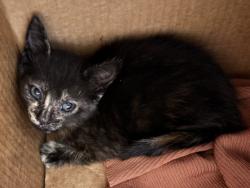 Shelter Stray Female Cat last seen , 957 N Gaffey St, San Pedro, CA 90731, USA