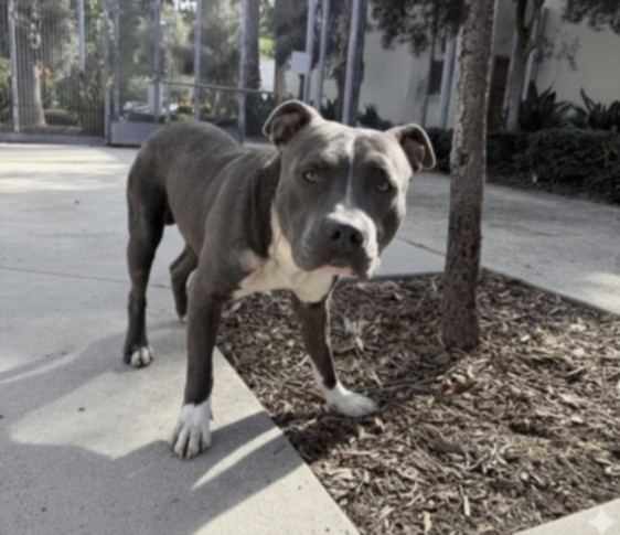 Shelter Stray Male Dog last seen , 11361 W Pico Blvd, Los Angeles, CA 90064, USA