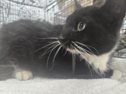 Shelter Stray Male Cat last seen , 957 N Gaffey St, San Pedro, CA 90731, USA