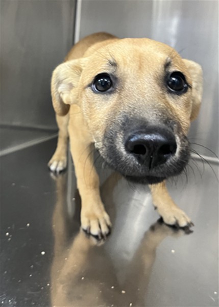 Shelter Stray Female Dog last seen , 957 N Gaffey St, San Pedro, CA 90731, USA