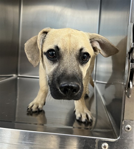 Shelter Stray Male Dog last seen , 957 N Gaffey St, San Pedro, CA 90731, USA