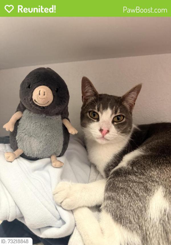 Reunited Male Cat last seen Washington and Catalina Ave-Bungalow Heaven, Pasadena, CA 91104