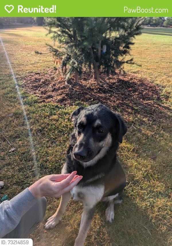 Reunited Male Dog last seen Fernhill Park, Portland, OR 97211, USA, Portland, OR 97211