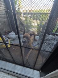 Reunited Male Dog last seen Near Elliott Ave, El Monte, CA 91732, USA, El Monte, CA 91732