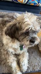 Reunited Female Dog last seen Near sandy dr, Wilmington, DE 19808