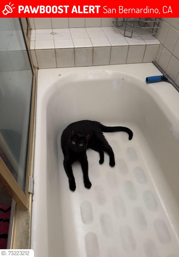 Lost Female Cat last seen 36th & Acacia, San Bernardino, CA 92405