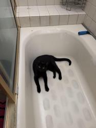 Lost Female Cat last seen 36th & Acacia, San Bernardino, CA 92405