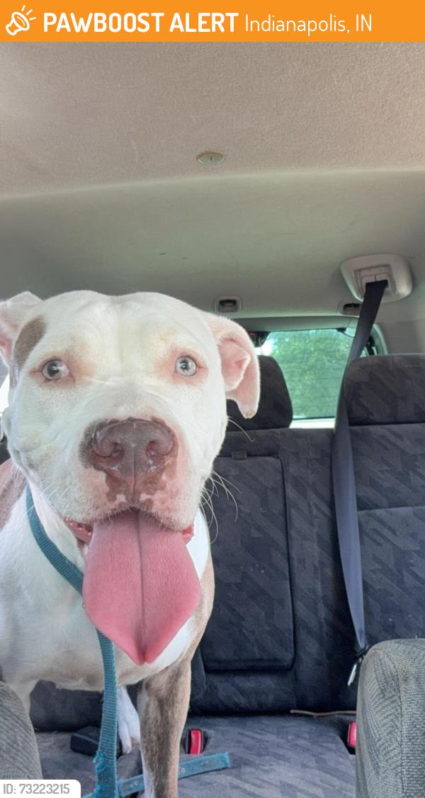 Found/Stray Female Dog last seen Washington Michigan, Indianapolis, IN 46222