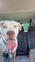 Found/Stray Female Dog last seen Washington Michigan, Indianapolis, IN 46222