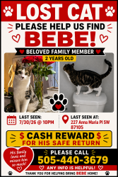 Lost Male Cat last seen Central & Sunset near bosque, Albuquerque, NM 87105