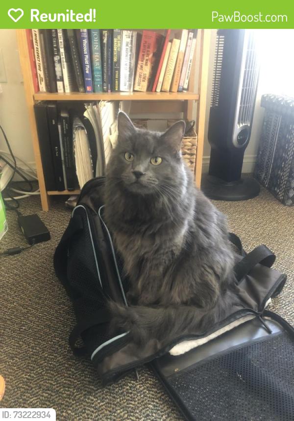 Reunited Female Cat last seen Sawgrass Dr., Santa Ana, CA 92706, USA, Santa Ana, CA 92706