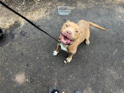 Found/Stray Male Dog last seen Lawrence Avenue, Memphis, TN 38104