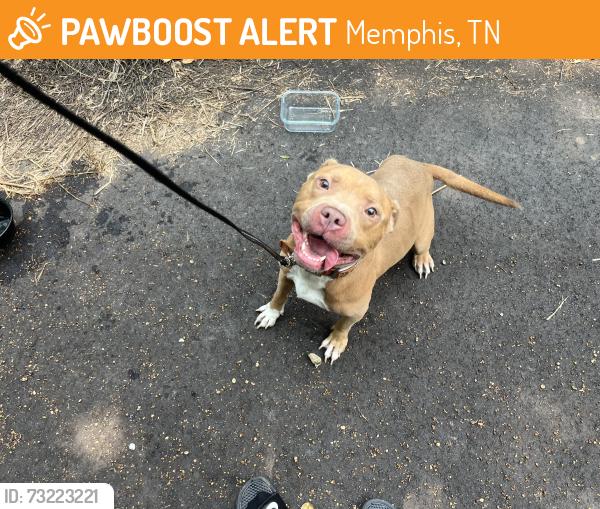 Found/Stray Male Dog last seen Lawrence Avenue, Memphis, TN 38104