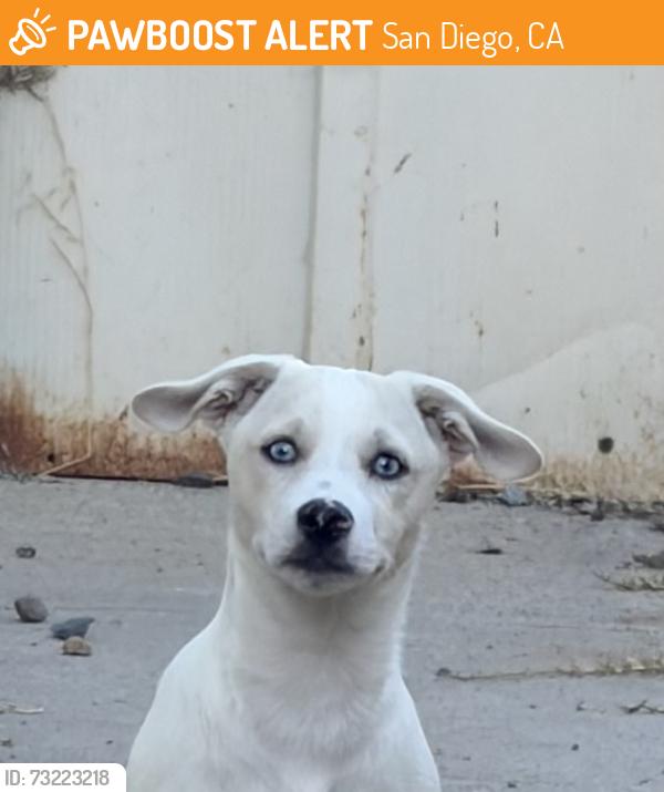 Found/Stray Unknown Dog last seen 69th & Klauber Ave, San Diego, CA 92114