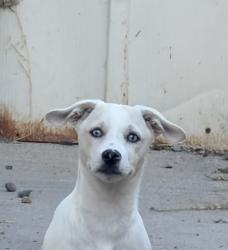 Found/Stray Unknown Dog last seen 69th & Klauber Ave, San Diego, CA 92114