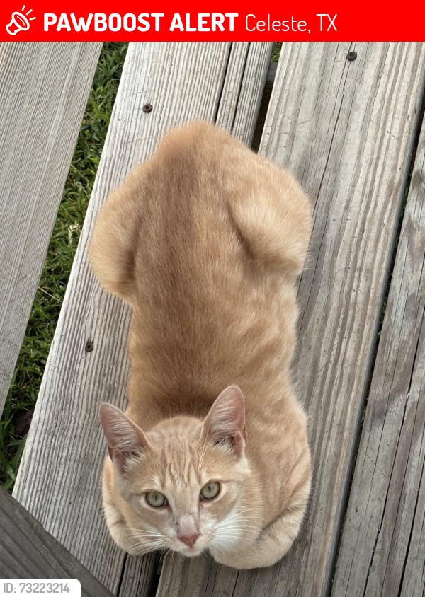 Lost Male Cat last seen Near st, Celeste, TX 75423