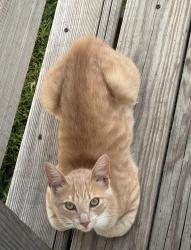 Lost Male Cat last seen Near st, Celeste, TX 75423