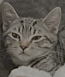 Lost Male Cat last seen Pacifica Dr, near Regnart Creek Trail, Cupertino, CA 95014