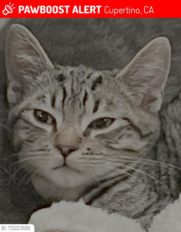 Lost Male Cat last seen Pacifica Dr, near Regnart Creek Trail, Cupertino, CA 95014