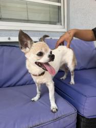 Reunited Female Dog last seen Near, West Palm Beach, FL 33405