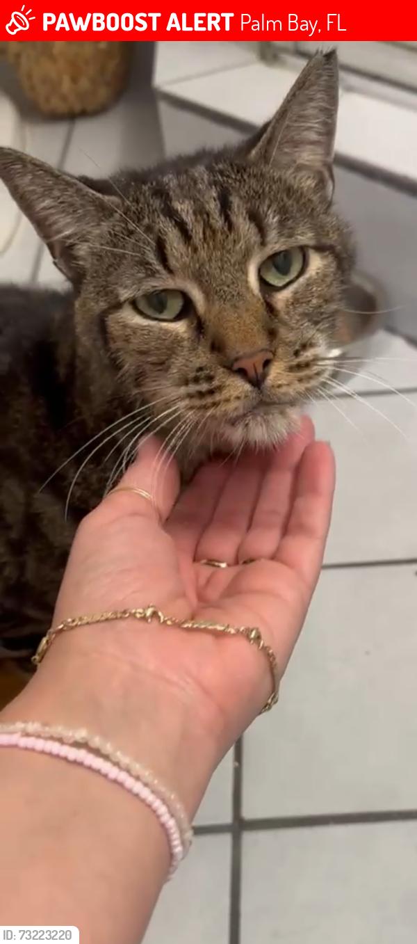 Lost Male Cat last seen Jupiter, Palm Bay, FL 32908