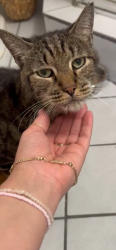 Lost Male Cat last seen Jupiter, Palm Bay, FL 32908