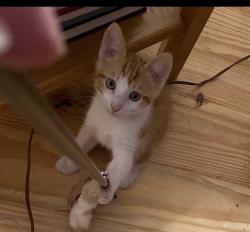 Lost Male Cat last seen Corner of Knebel Rd and FM 362, Waller, TX 77484