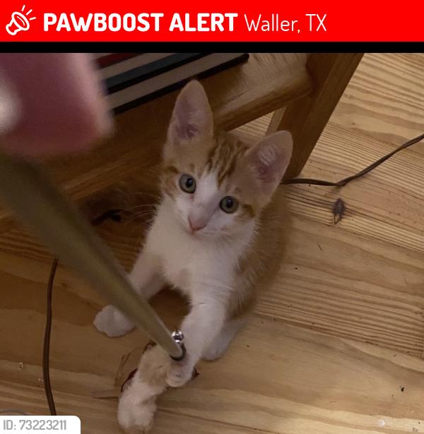Lost Male Cat last seen Corner of Knebel Rd and FM 362, Waller, TX 77484