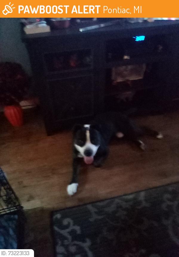 Found/Stray Male Dog last seen Perry and Madison, Pontiac, MI 48342