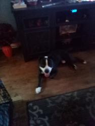 Found/Stray Male Dog last seen Perry and Madison, Pontiac, MI 48342