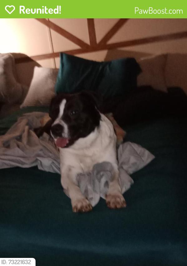 Reunited Male Dog last seen Hwy 9 Hwy21, El Paso, TX 79902