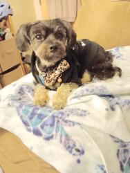 Lost Female Dog last seen At a car wash on west 11th, Eugene, OR 97402