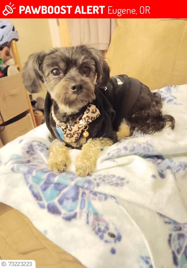 Lost Female Dog last seen At a car wash on west 11th, Eugene, OR 97402