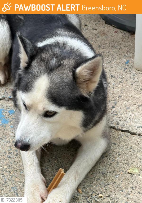 Found/Stray Male Dog last seen Berryman Street, Greensboro, NC 27405