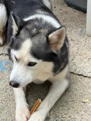 Found/Stray Male Dog last seen Berryman Street, Greensboro, NC 27405