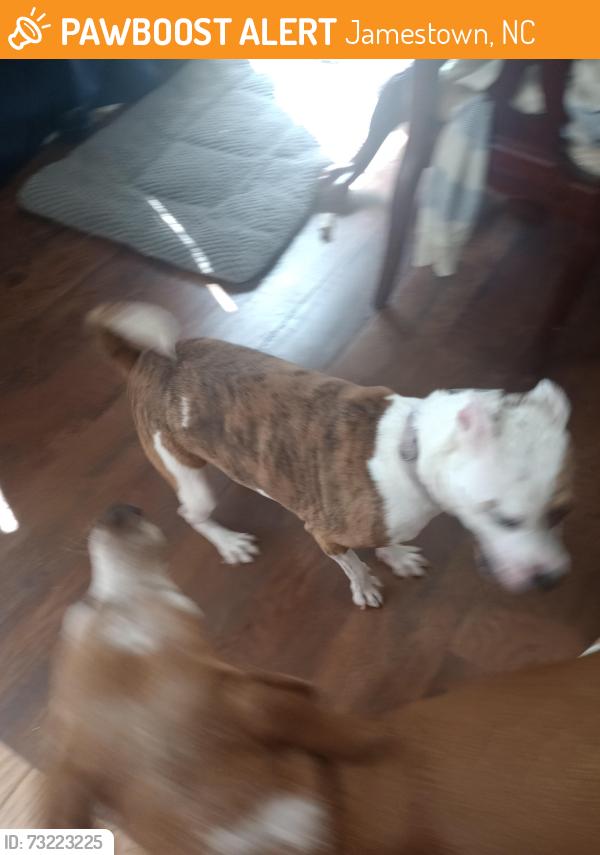 Found/Stray Female Dog last seen Winterbrook and Cherrybrook Dr., Jamestown, NC 27282