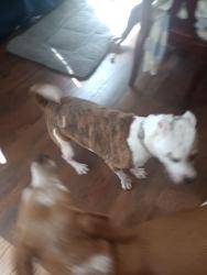 Found/Stray Female Dog last seen Winterbrook and Cherrybrook Dr., Jamestown, NC 27282