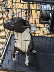 Reunited Male Dog last seen on 56th street, Temple Terrace, FL 33617