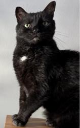 Lost Male Cat last seen 78th and 140th, The Acreage, FL 33470