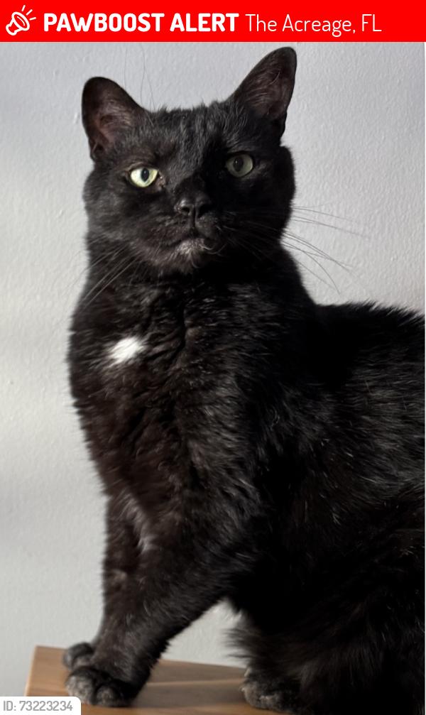 Lost Male Cat last seen 78th and 140th, The Acreage, FL 33470