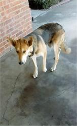 Reunited Male Dog last seen S. Tuxedo, Stockton, CA 95204
