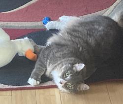 Lost Male Cat last seen Green Gables Park (Garrison and Mississippi), Lakewood, CO 80232