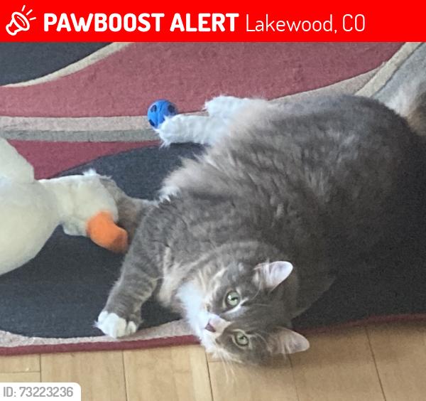 Lost Male Cat last seen Green Gables Park (Garrison and Mississippi), Lakewood, CO 80232