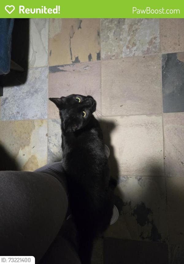 Reunited Male Cat last seen Selborne & Strang, San Leandro, CA 94578