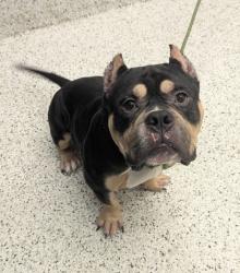 Shelter Stray Male Dog last seen Near Fairburn Rd, Atlanta, GA, 1251 Fulton Industrial Blvd NW, Atlanta, GA 30336, USA