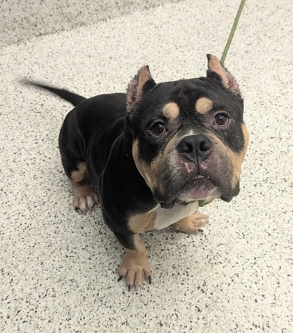 Shelter Stray Male Dog last seen Near Fairburn Rd, Atlanta, GA, 1251 Fulton Industrial Blvd NW, Atlanta, GA 30336, USA