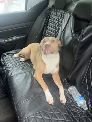 Shelter Stray Female Dog last seen Near Camp Creek PKWY, Atlanta, GA, 1251 Fulton Industrial Blvd NW, Atlanta, GA 30336, USA