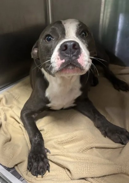 Shelter Stray Female Dog last seen Headland Dr and Delowe Dr, East Point, GA, 1251 Fulton Industrial Blvd NW, Atlanta, GA 30336, USA
