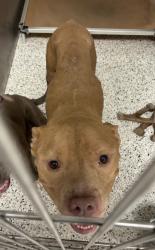 Shelter Stray Male Dog last seen Headland Dr and Delowe Dr, East Point, GA, 1251 Fulton Industrial Blvd NW, Atlanta, GA 30336, USA